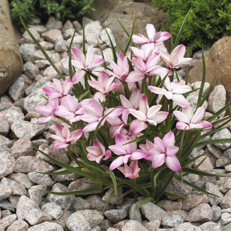 Rhodohypoxis baurii confecta